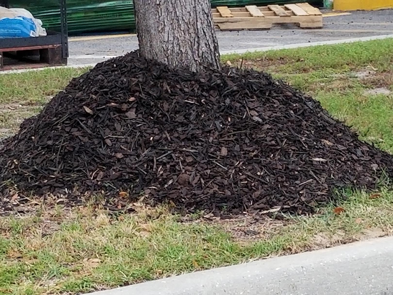 Don’t mulch trees like this. Mulching offers significant benefits, but a layer should only be 2 to 3 inches deep and pulled away from the tree trunk. (Photo by MSU Extension/Gary Bachman)