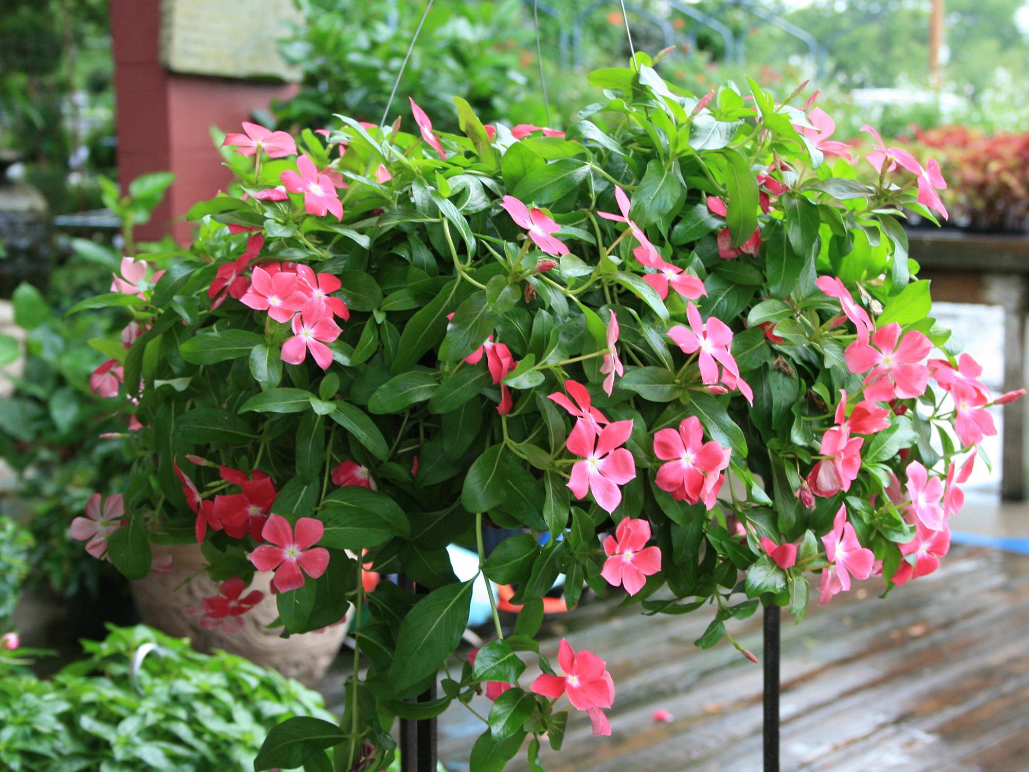 Annual flowering vincas perform well in the landscape and in containers. This Mediterranean Hot Rose has a spreading growth habit that allows it to spill over the edge of a hanging basket. (Photo by MSU Extension/Gary Bachman)