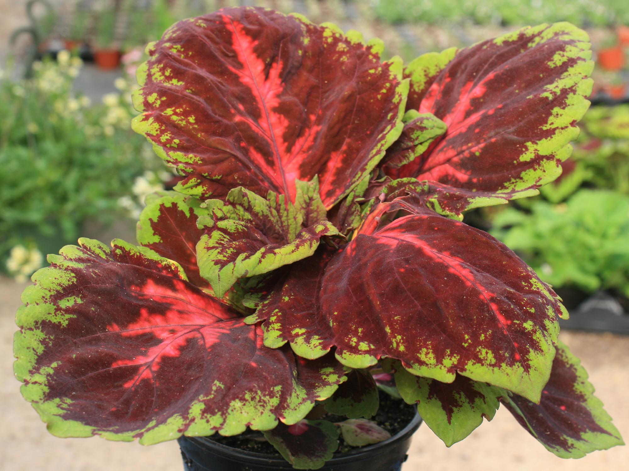 The Kong coleus has massive foliage and thrives in shady areas of the landscape. (Photo by MSU Extension/Gary Bachman)