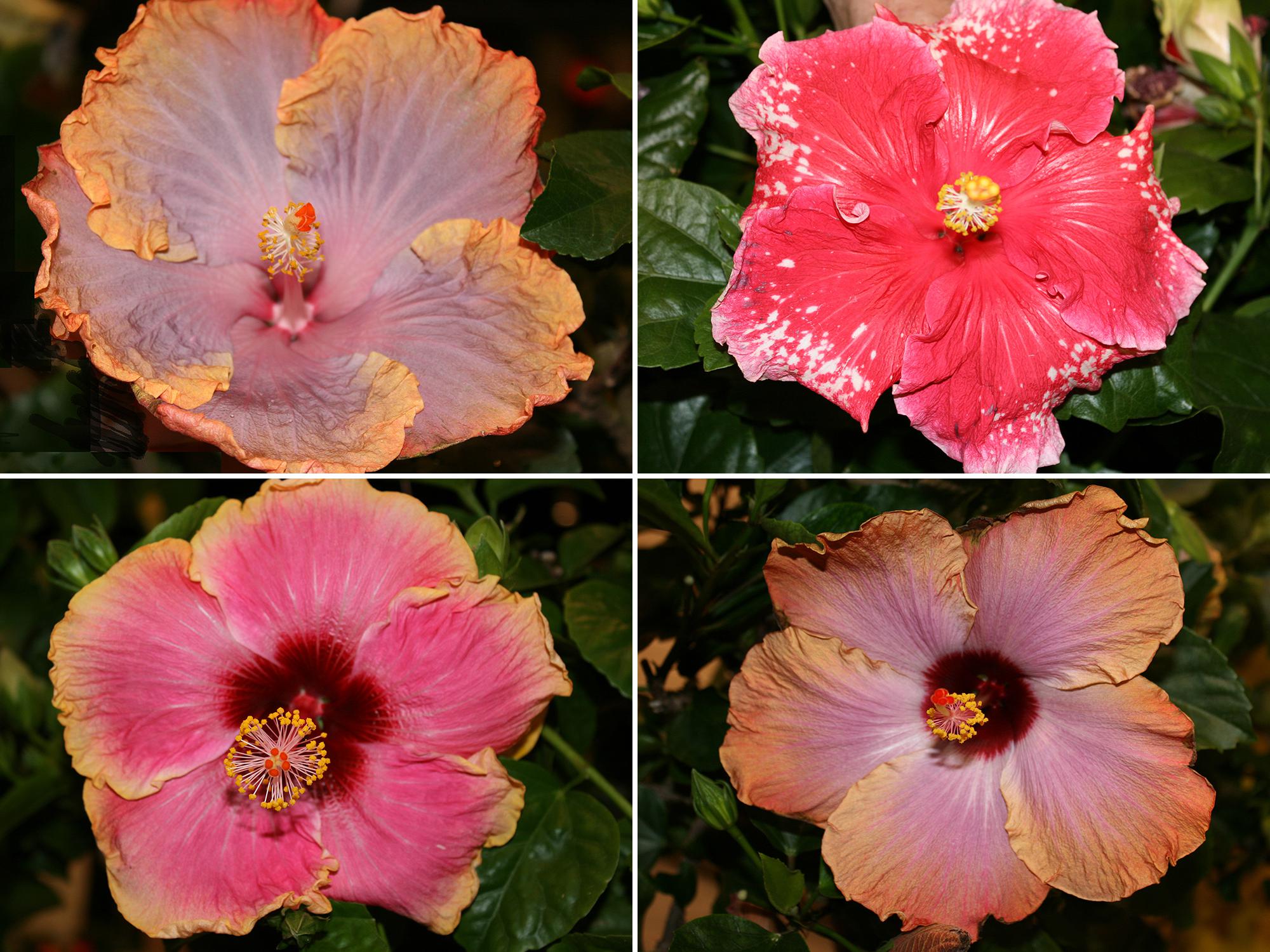 Tropical hibiscus, such as this Cajun Creole Lady (top left), require consistent moisture. Although Cajun Peppermint Patty (top right) flowers bloom for just one day, the plants produce flowers from spring until fall. Tropical hibiscus, such as this Cajun Dixieland Delight (bottom left), produce flowers with spectacular colors and combinations. The dark green and glossy foliage of tropical hibiscus such as this Cajun Rum Runner (bottom right) provides a nice background for the colorful blooms.