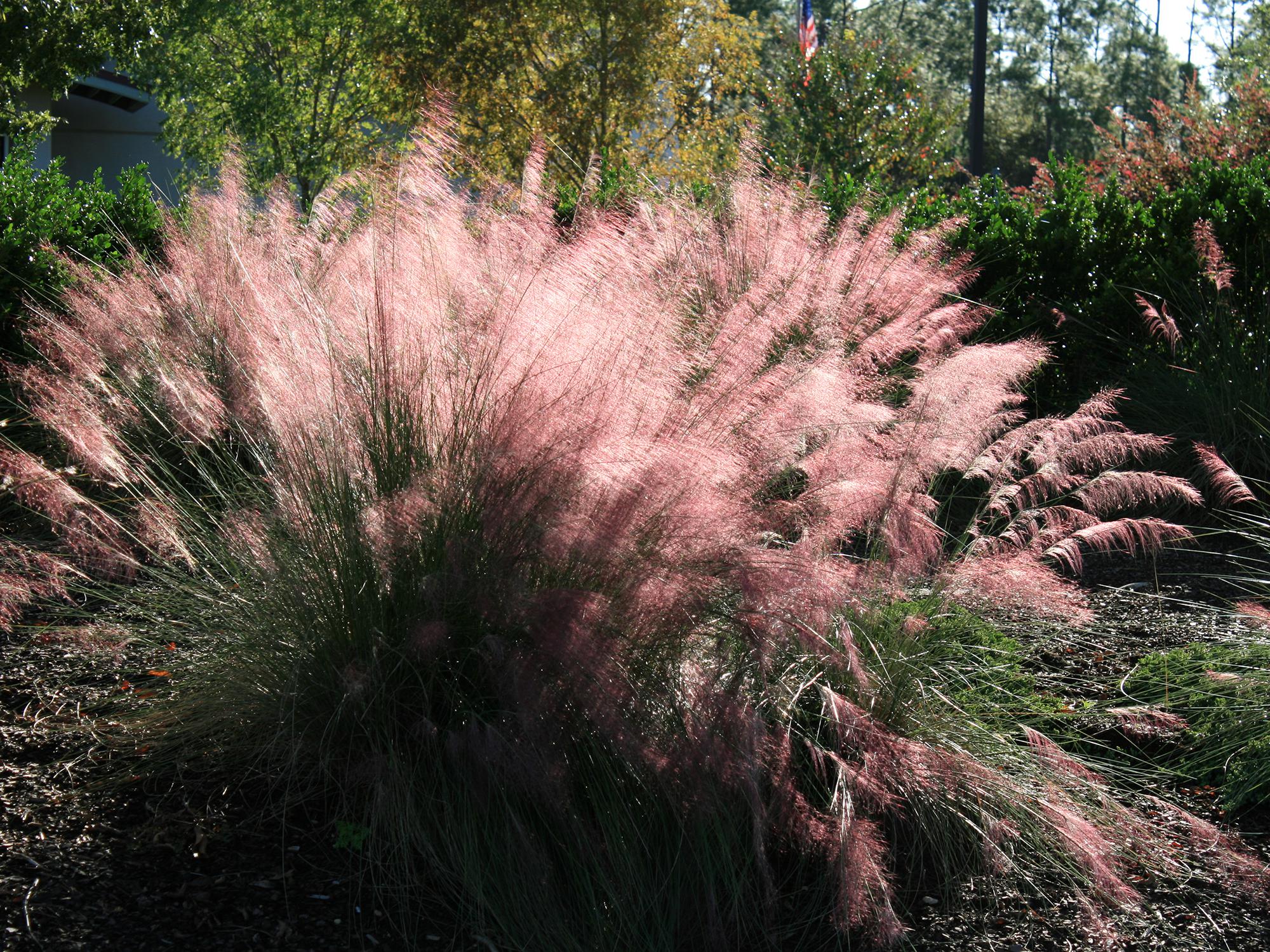 Backlit Gulf Muhly grass glows like a rich, pink cloud in this landscape.