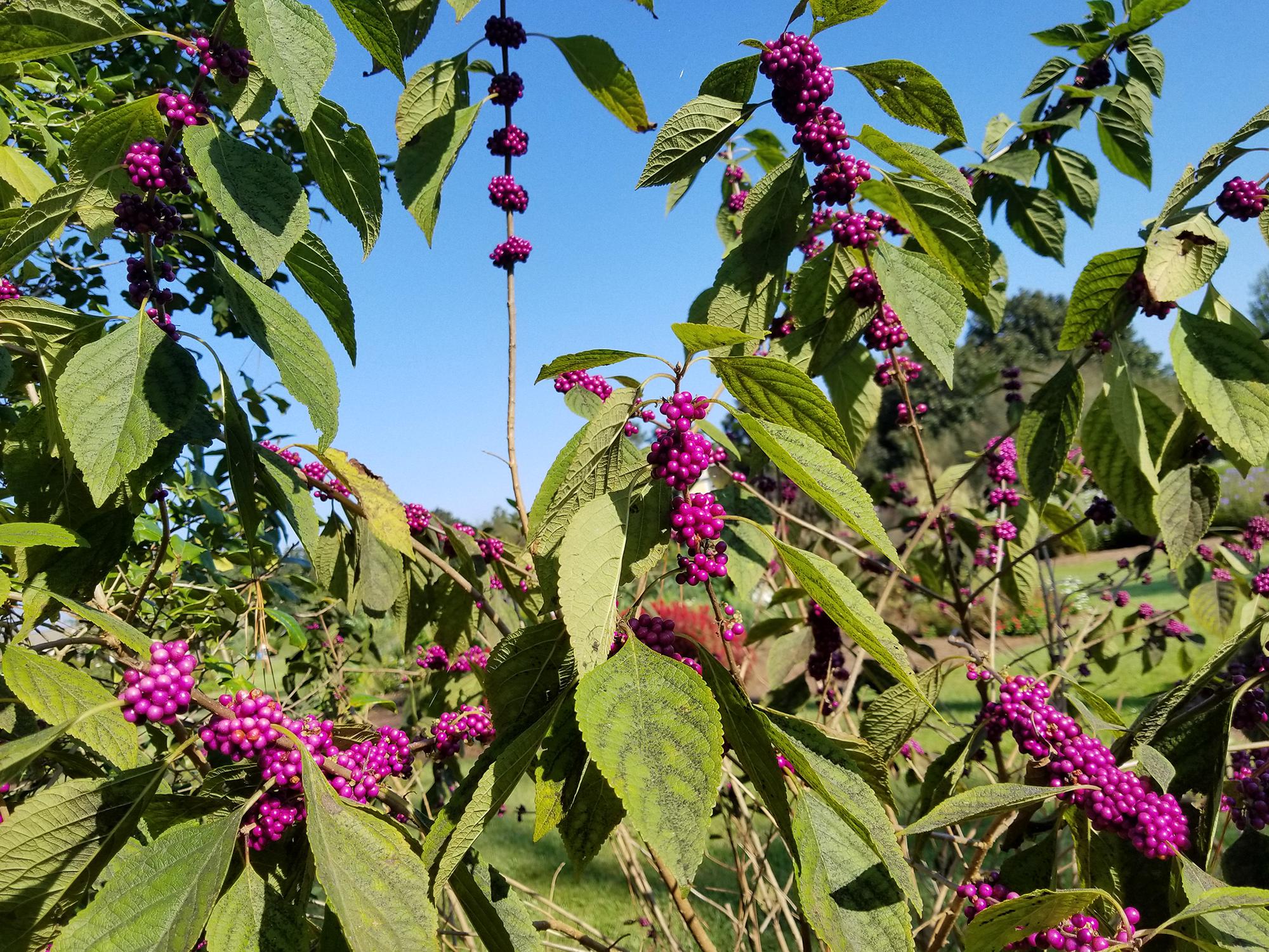 American beautyberry, a native shrub with tiny flowers and prolific berries, is excellent in home landscapes.
