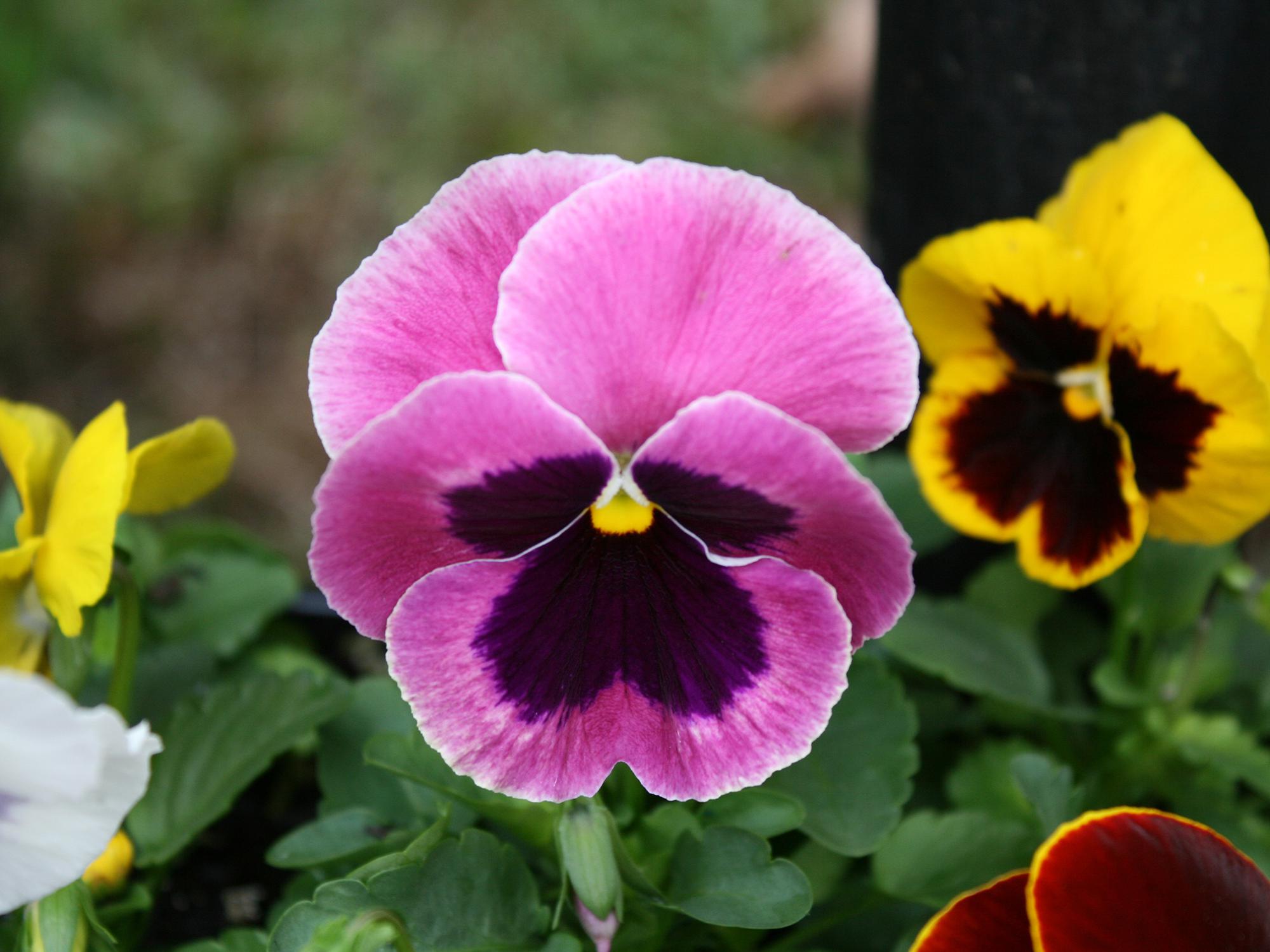 A close-up of a pink pansy with a dark maroon blotch in the center.
