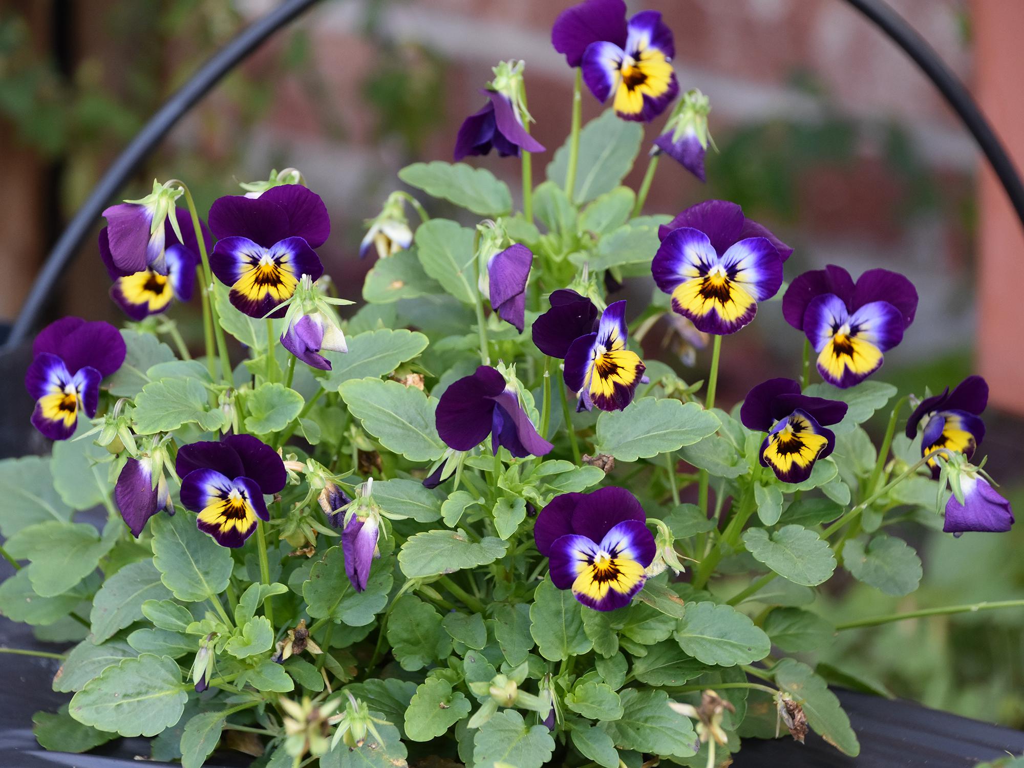 Purple viola flowers grow in a container.