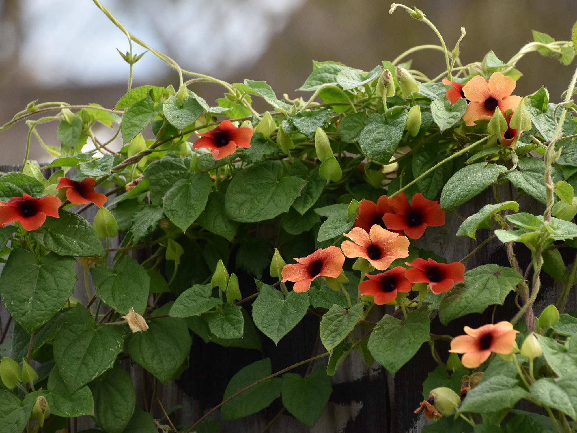Orange vine flowers resembling black-eyed Susans straddle the top of a wooden gray fence.