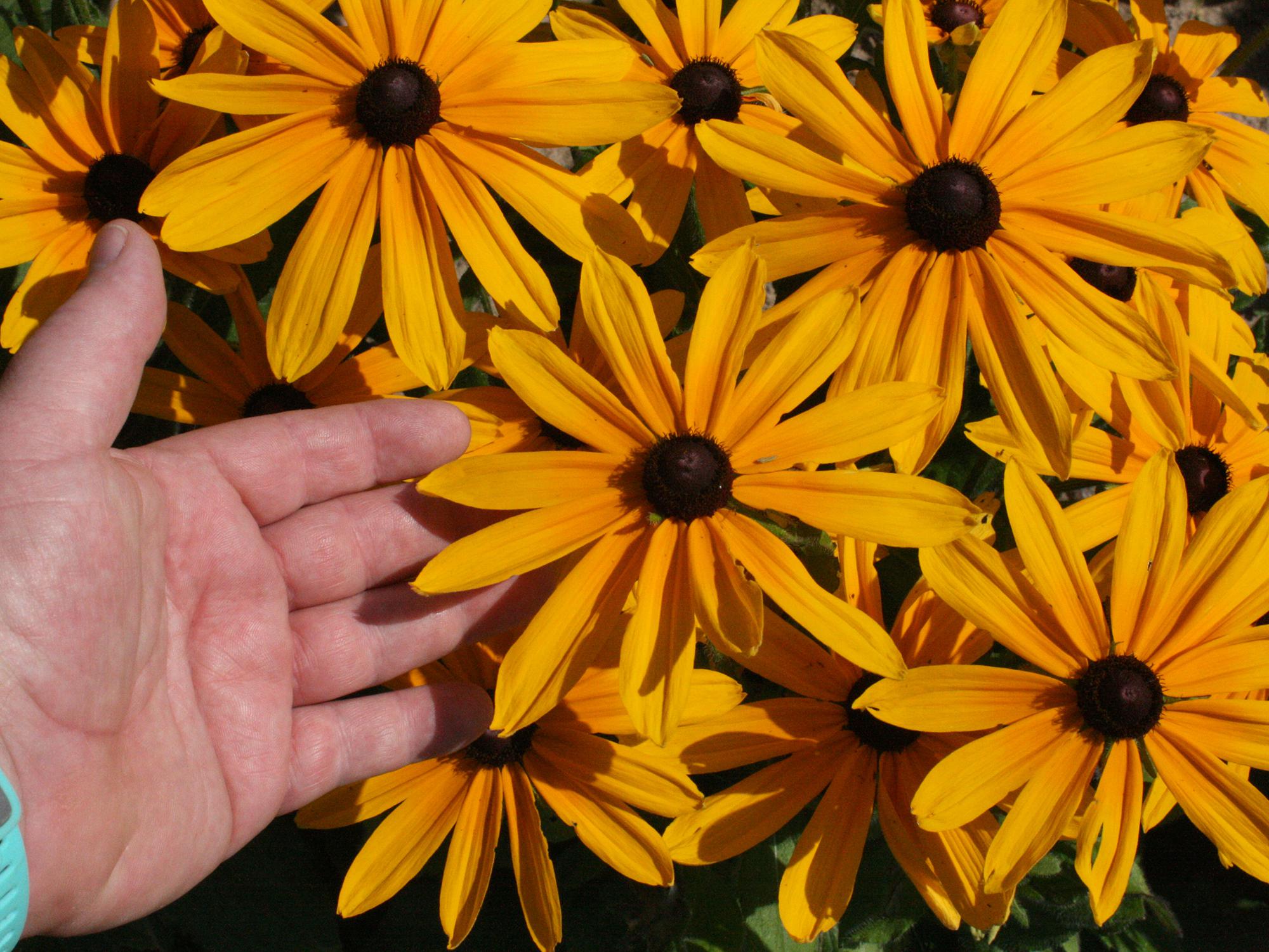A man’s hand reaches into a bouquet of bright yellow flowers.