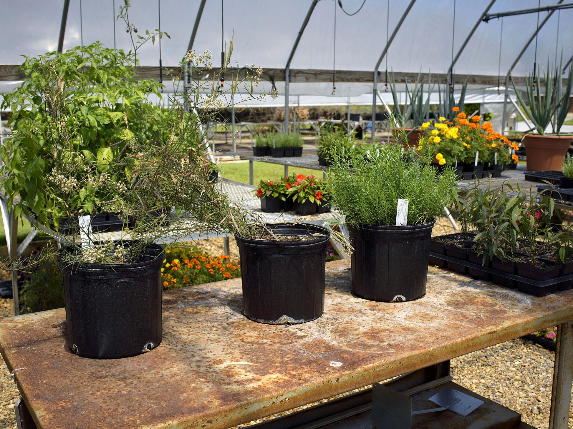 Three varieties of milkweed grow in four containers inside a greenhouse at the Mississippi State University South Mississippi Branch Experiment Station in Poplarville.