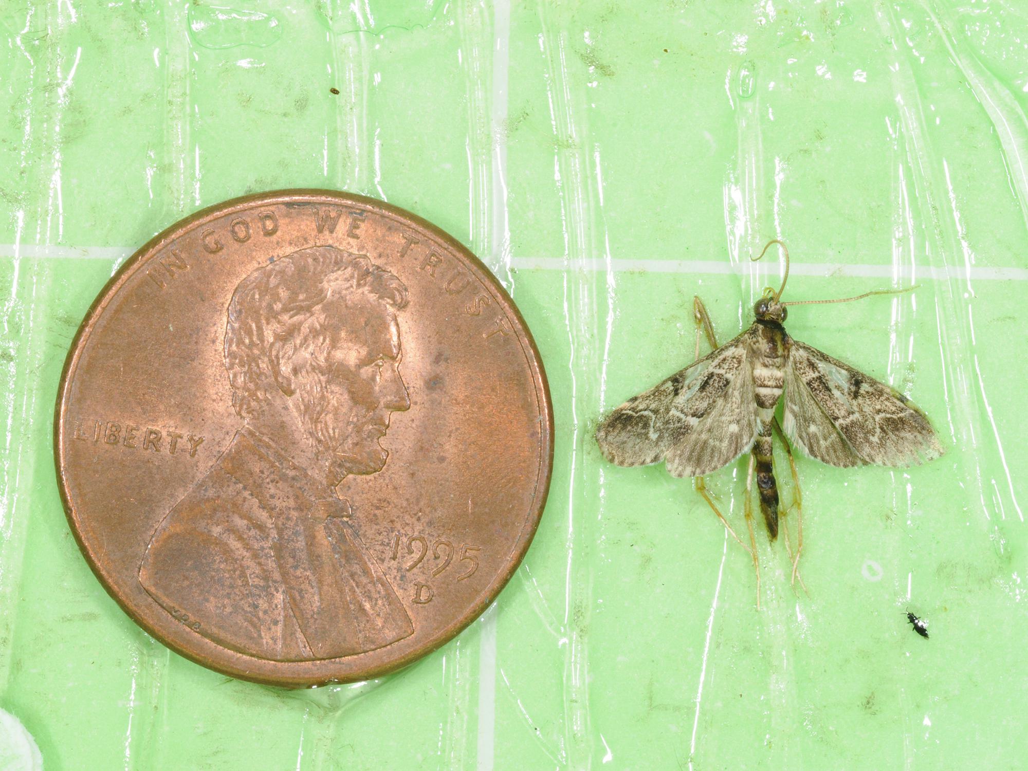  A tiny brown moth sits beside a penny for scale.