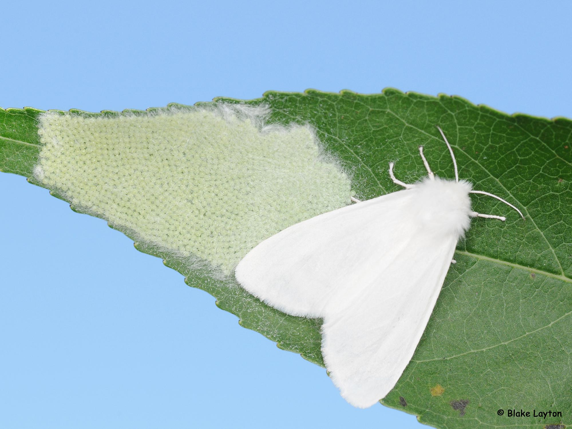 A white moth rests on a green leaf beside a single layer of dozens of round, white eggs laid in a mass.