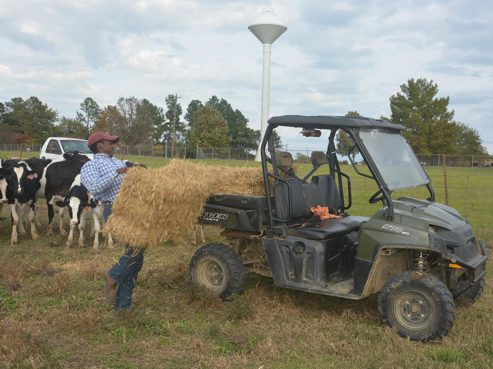 Young man strains to handle a bale of hay at the back of a farm utility vehicle in a pasture with black and white dairy heifers clustered behind and watching.