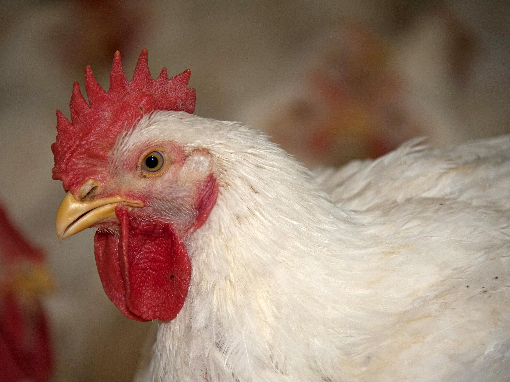 A close-up of a commercial chicken with white feathers is shown in the right three-quarters of the foreground with other chickens blurred in the background.