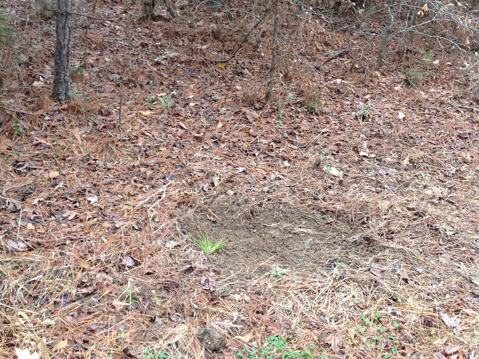 Dry leaves and pine straw are cleared away in a round, bare area on the ground below small pine branches. 