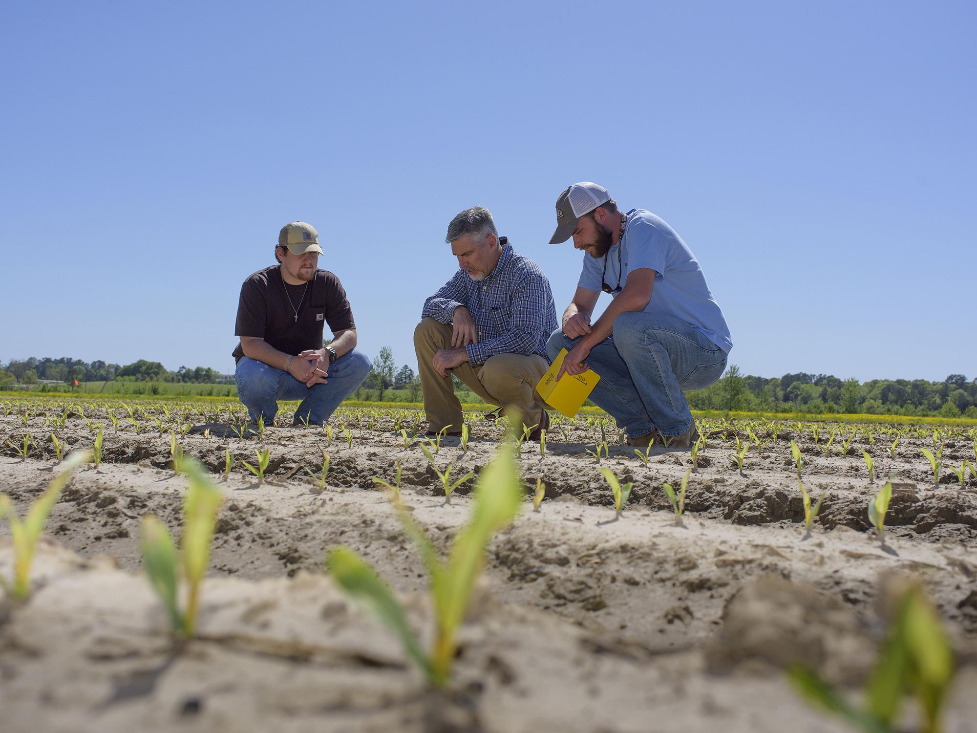 Three men crouch in a field to look at tiny corn seedlings.