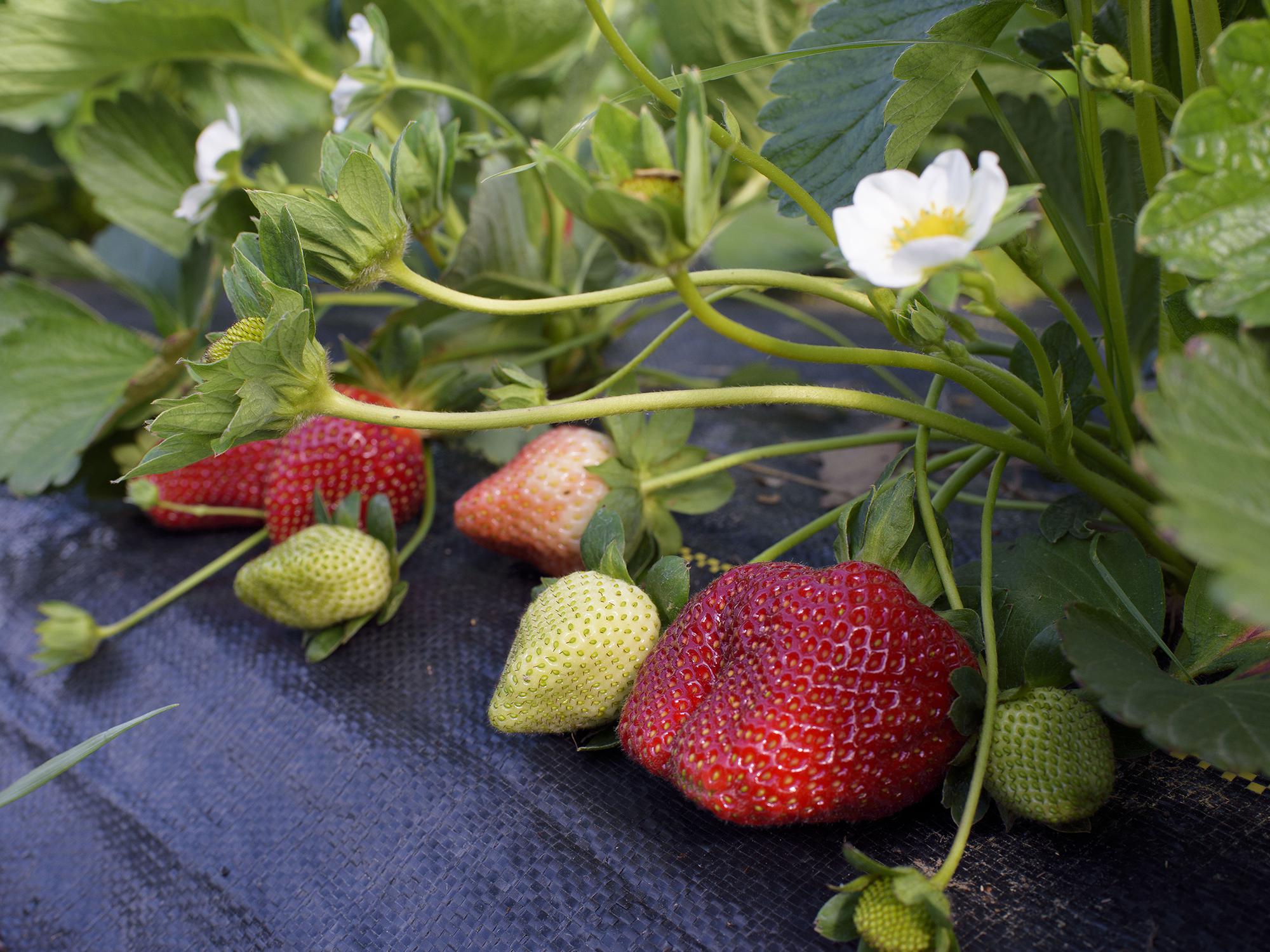 Strawberries in various stages of ripening sit on top of black weed barrier matting.