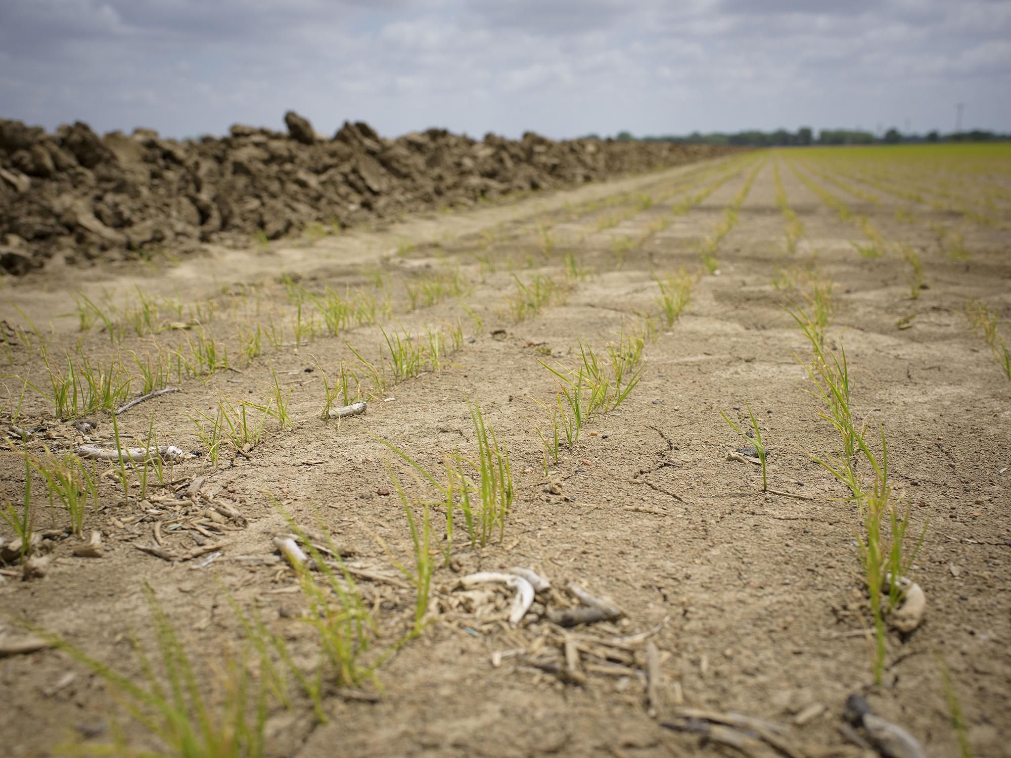 Short, green rice plants stand in a Drew, Mississippi, field.