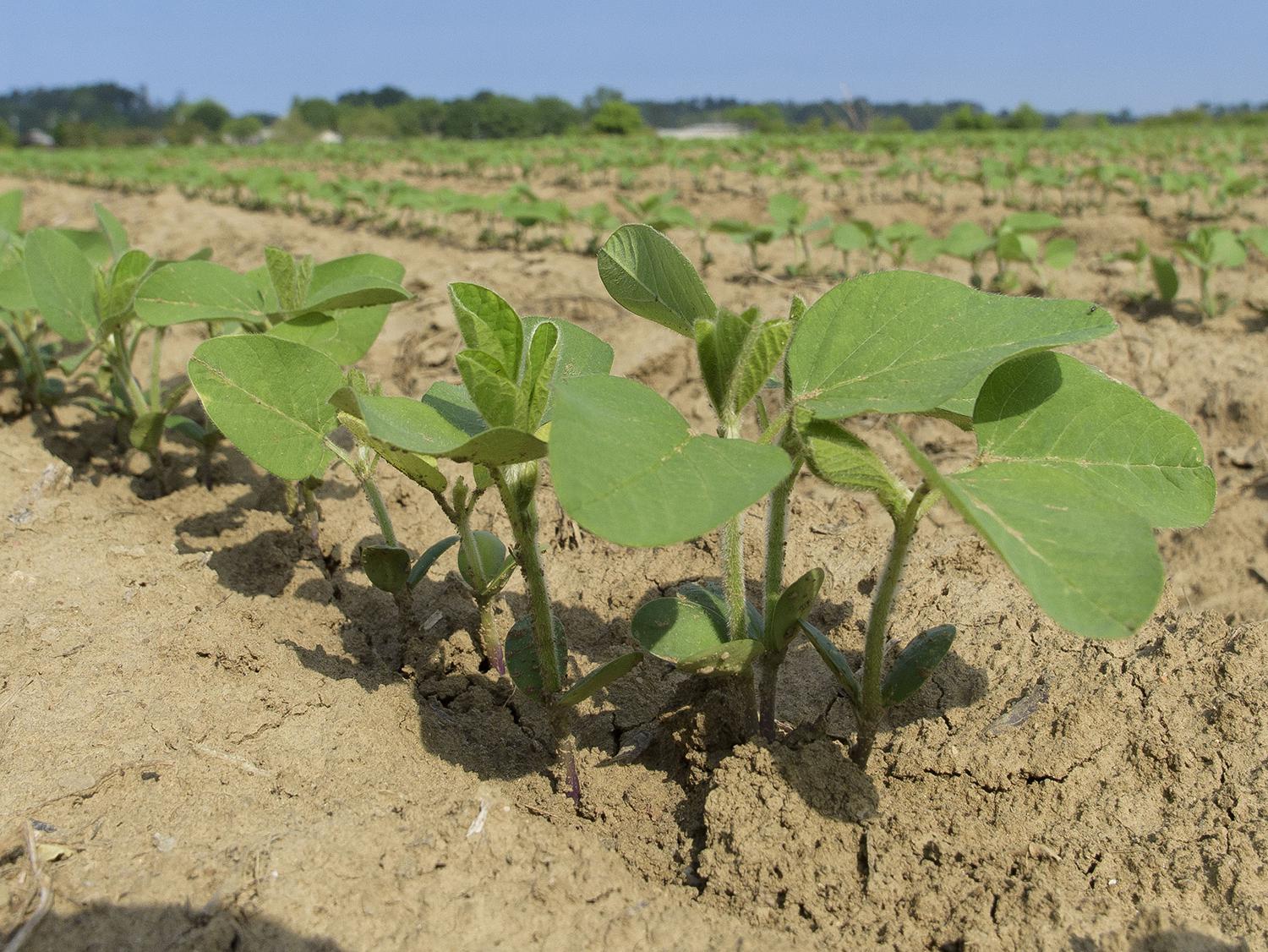  Small soybean plants stand a few inches tall against a blue sky.