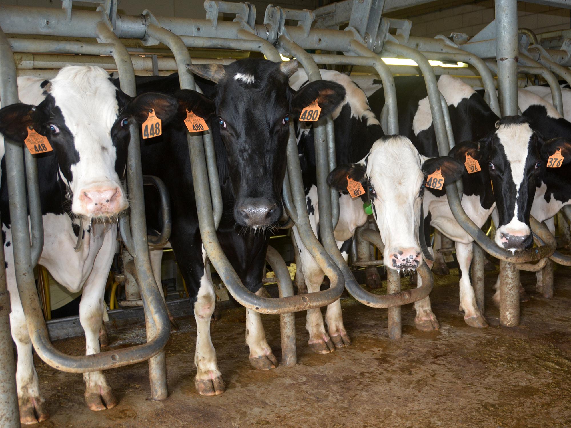Several black and white cows look toward the camera while standing in milking gates.
