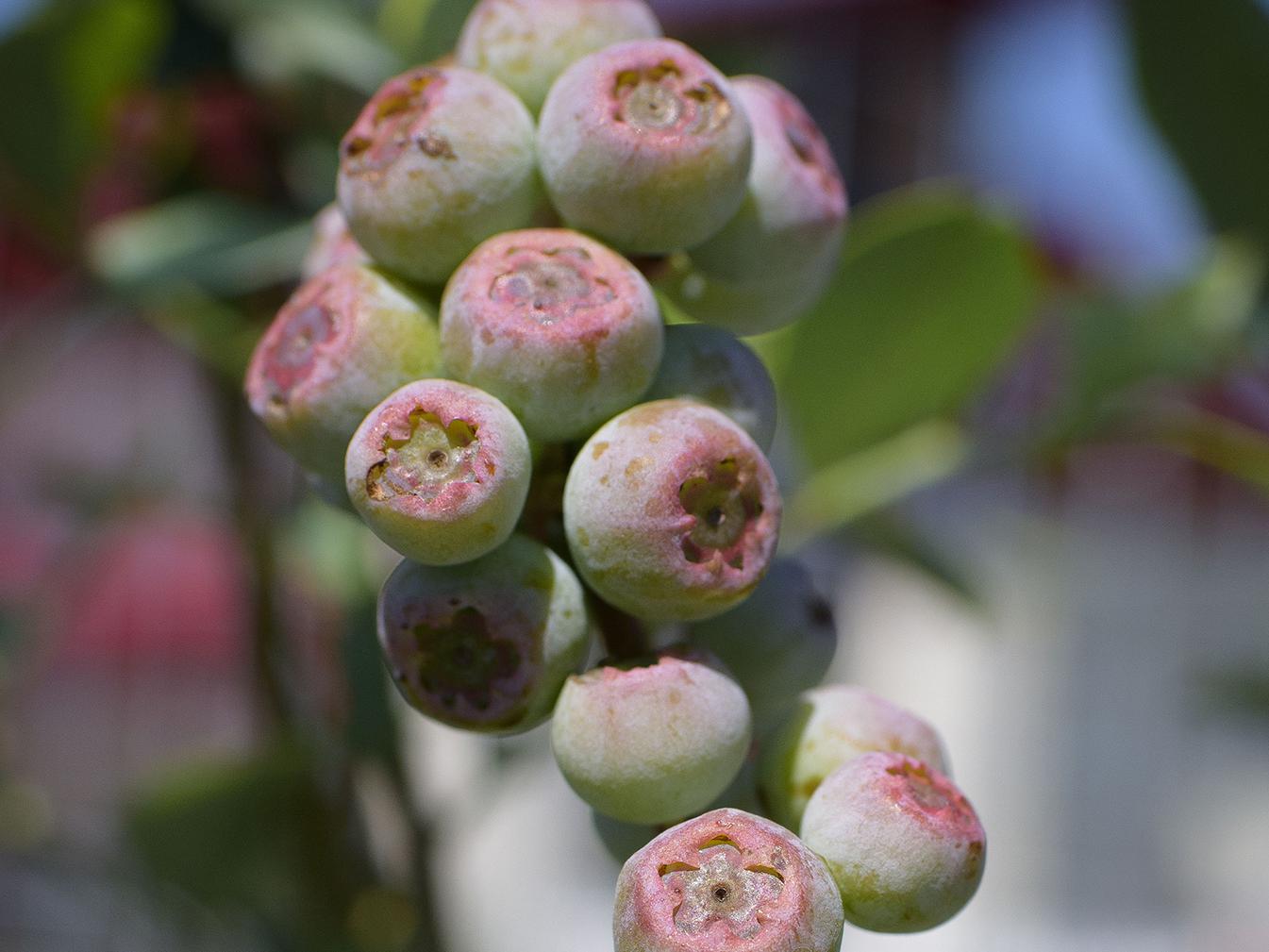 These early stage blueberries are green with a pink center.