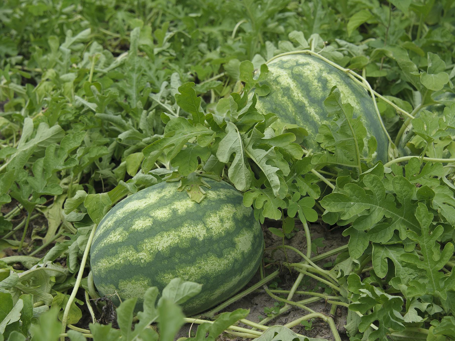 A watermelon with a dark green outer shell and light green stripes rests in a field.