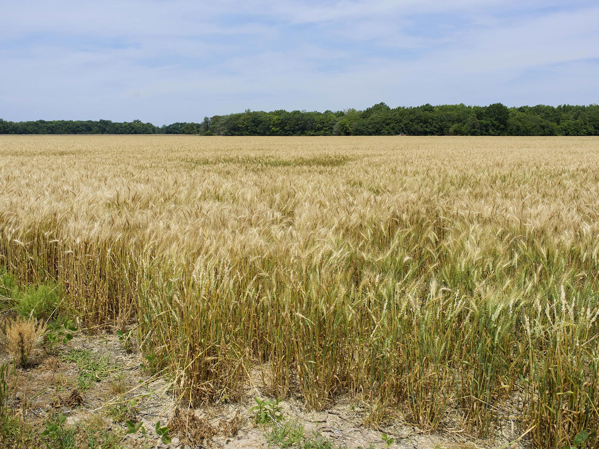Large field of mature, golden wheat with green trees on the far side.