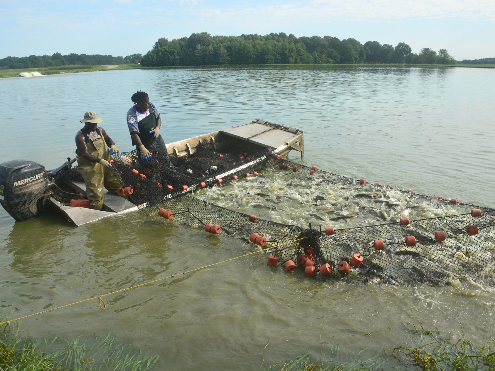 Two men in a boat on a pond draw in a large net full of active fish.