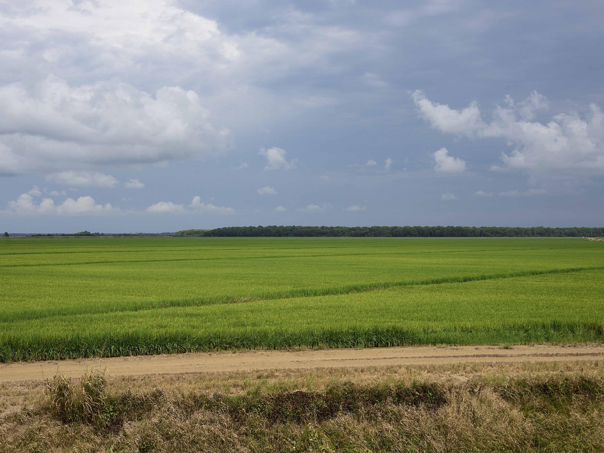 Very large field of green rice plants bordered by a dirt path on the near side and trees on the far side.