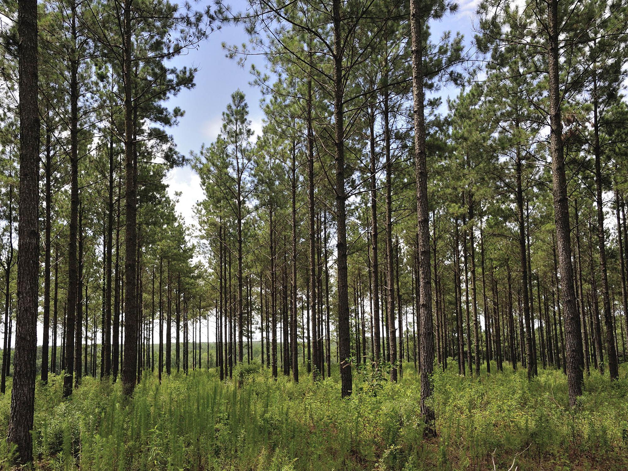 This forest has hundreds of tall, thin pine trees with light-gray bark and green clumps of needles. 