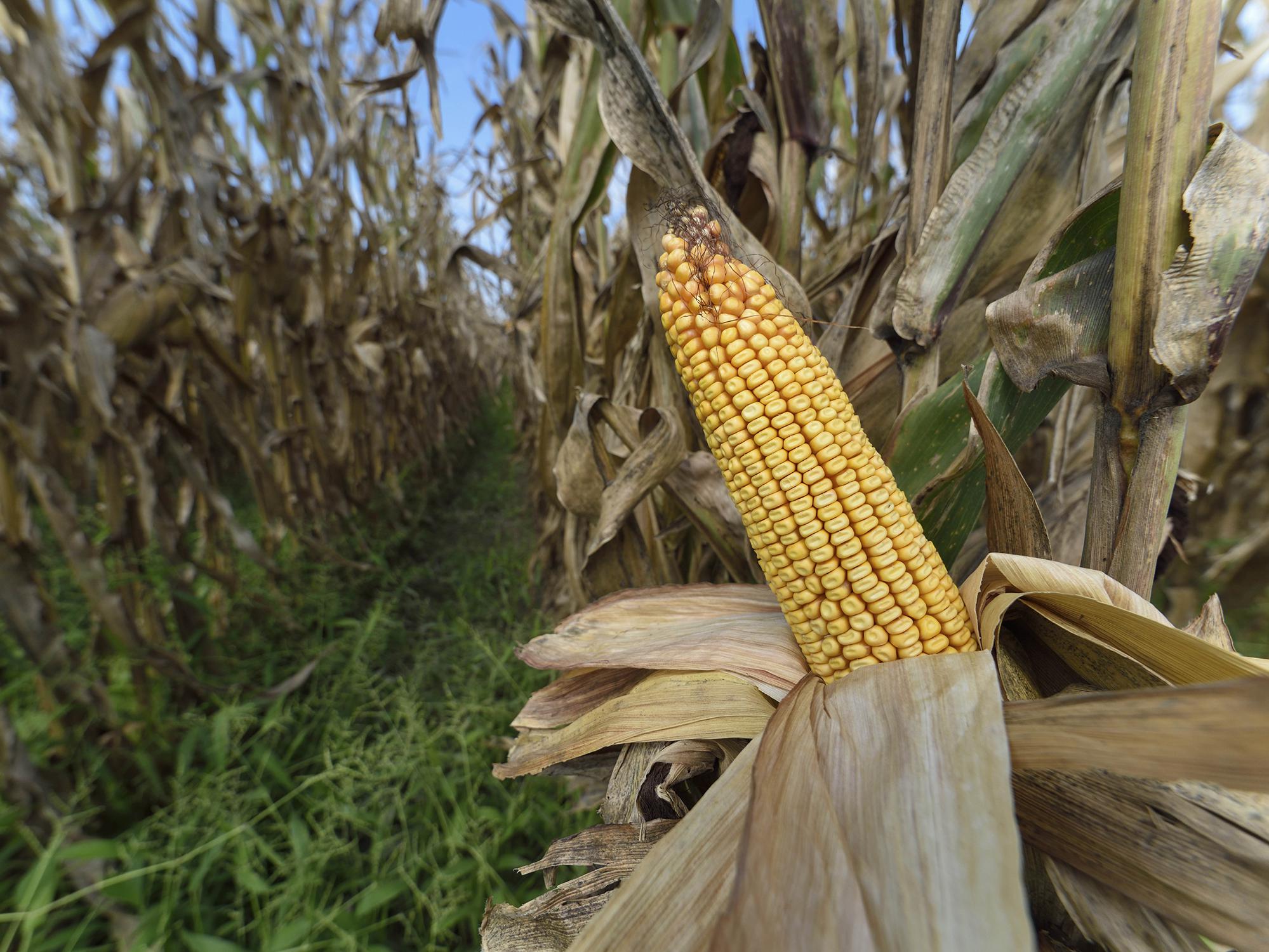 A golden ear of corn with the husks pulled back is attached to a dried stalk in a cornfield.