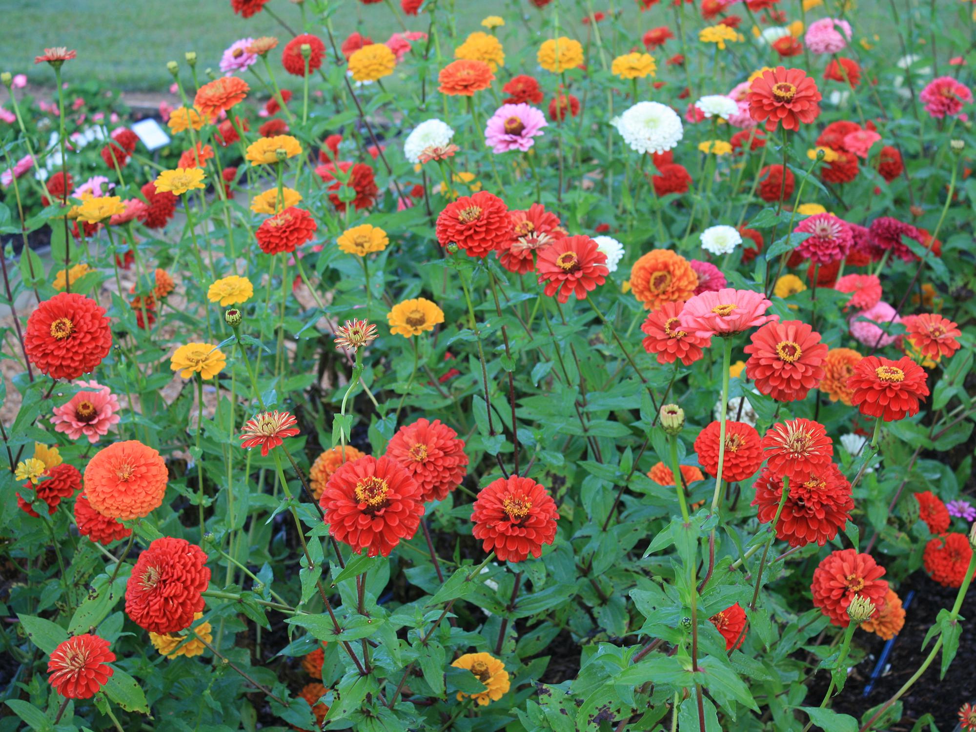 Free-standing blooms in red, orange, yellow and pink fill the frame against a background of green leaves.