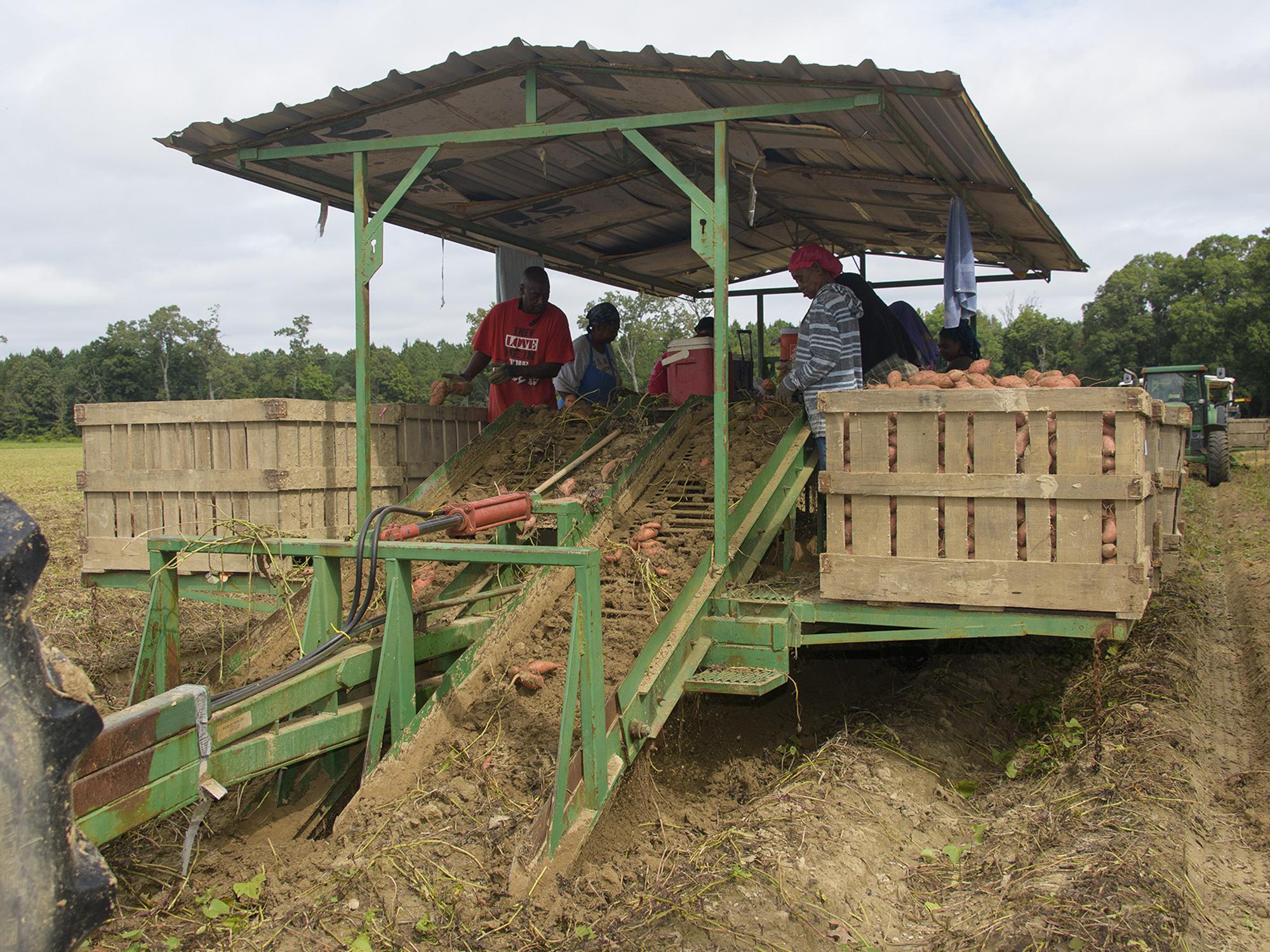A covered trailer in a field with six workers sorting sweet potatoes into large, wooden crates along the trailer’s edges.