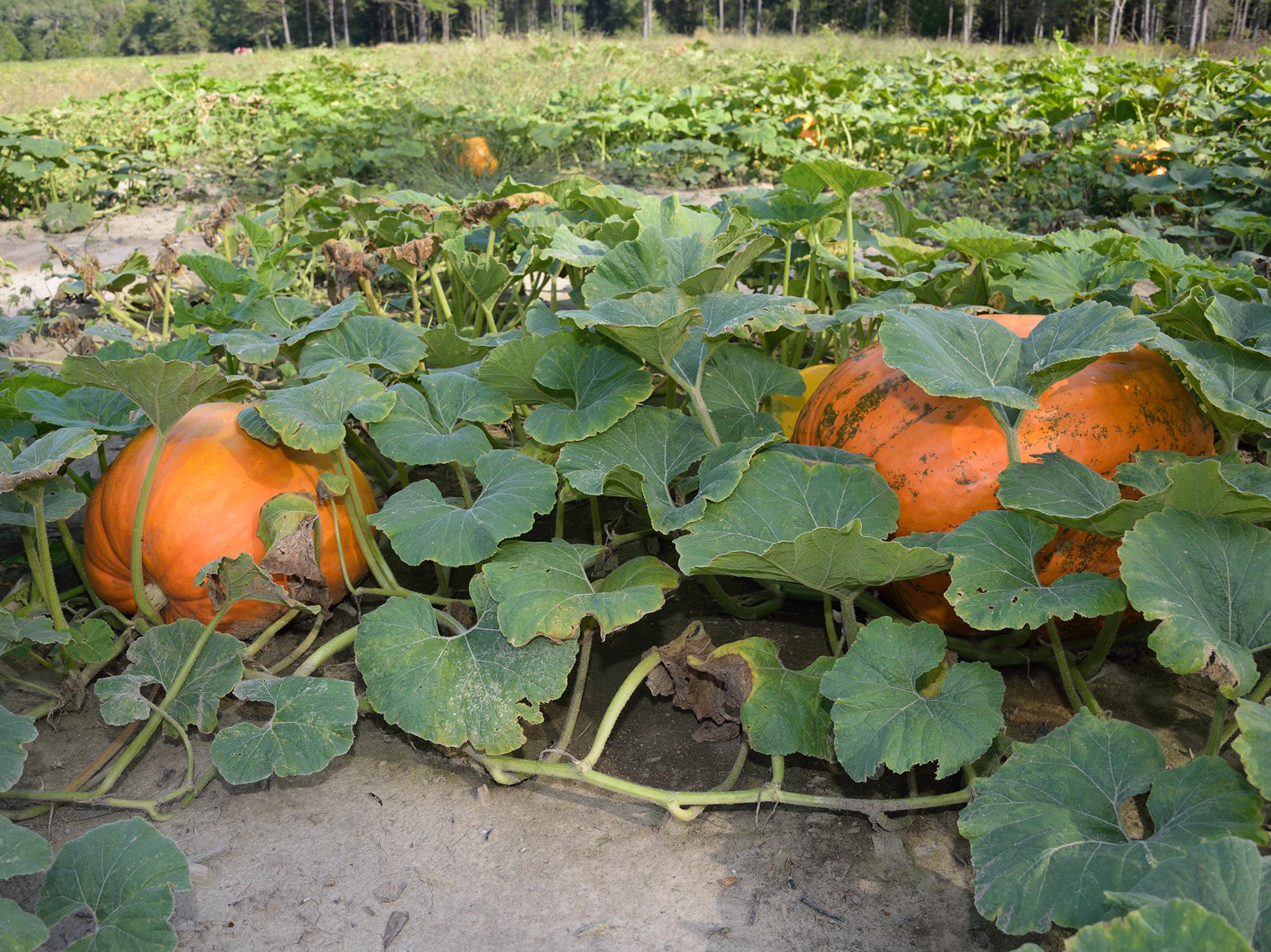 Two large, orange pumpkins grow on the vine in the foreground, with others visible in the background.