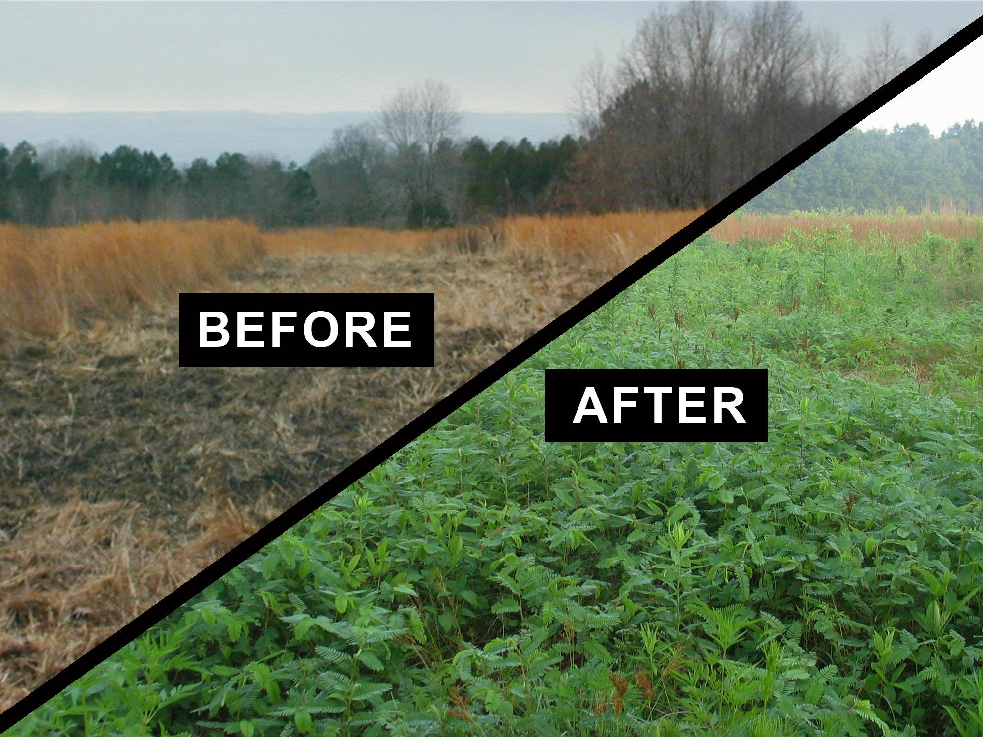 The first photo shows ground that has been disked in the middle of dormant grasses. The second photo shows the same location with green plants growing beside grasses that are not as lush.