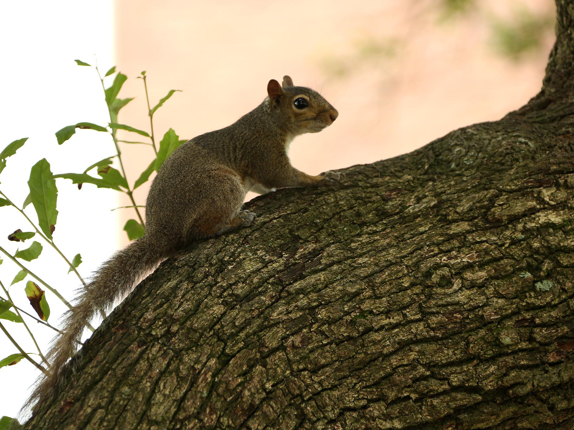 A gray squirrel pauses as it climbs a tree.