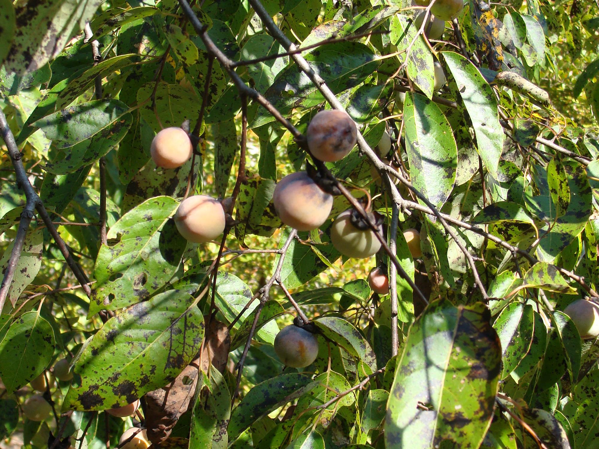 Several ripe persimmons hang from tree branches surrounded by green leaves.