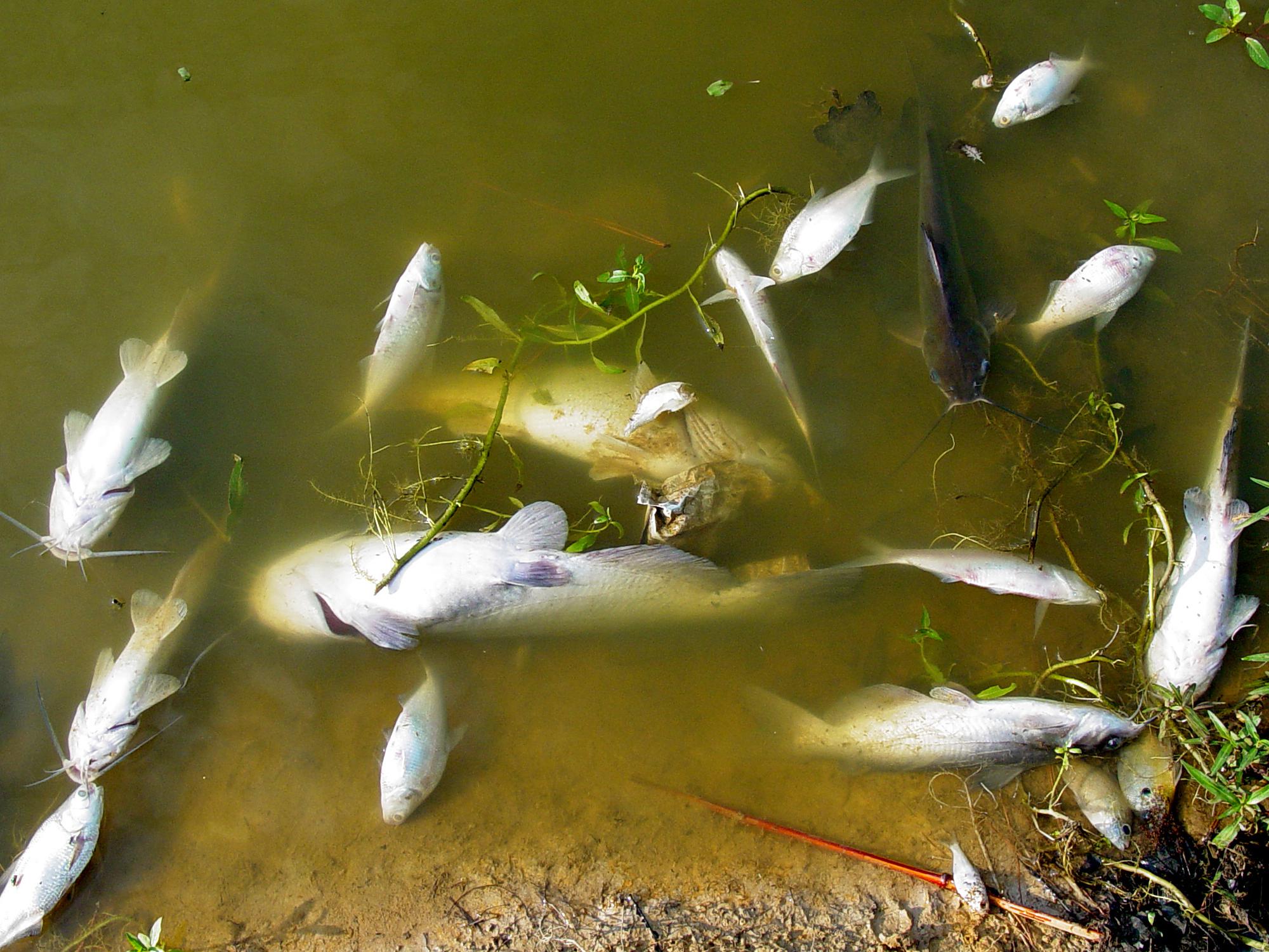 Several dead catfish and other fish species float clustered along  the edge of a pond.