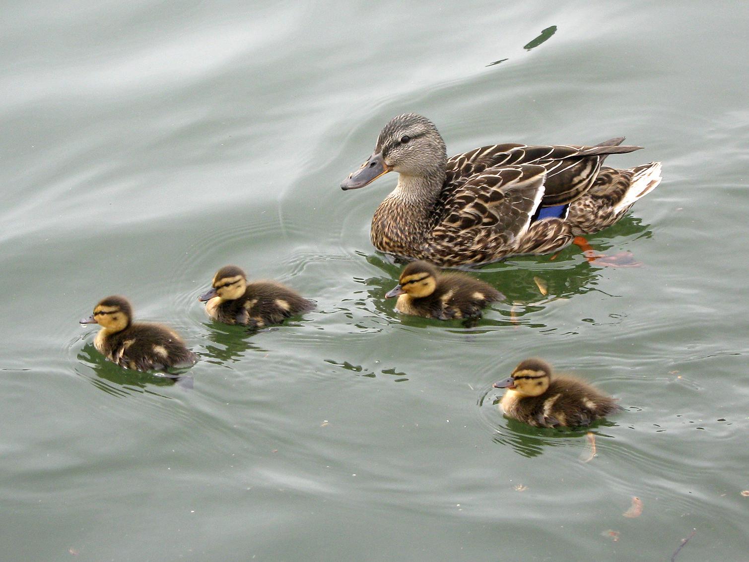 A mother duck floats with her four babies on a pond.