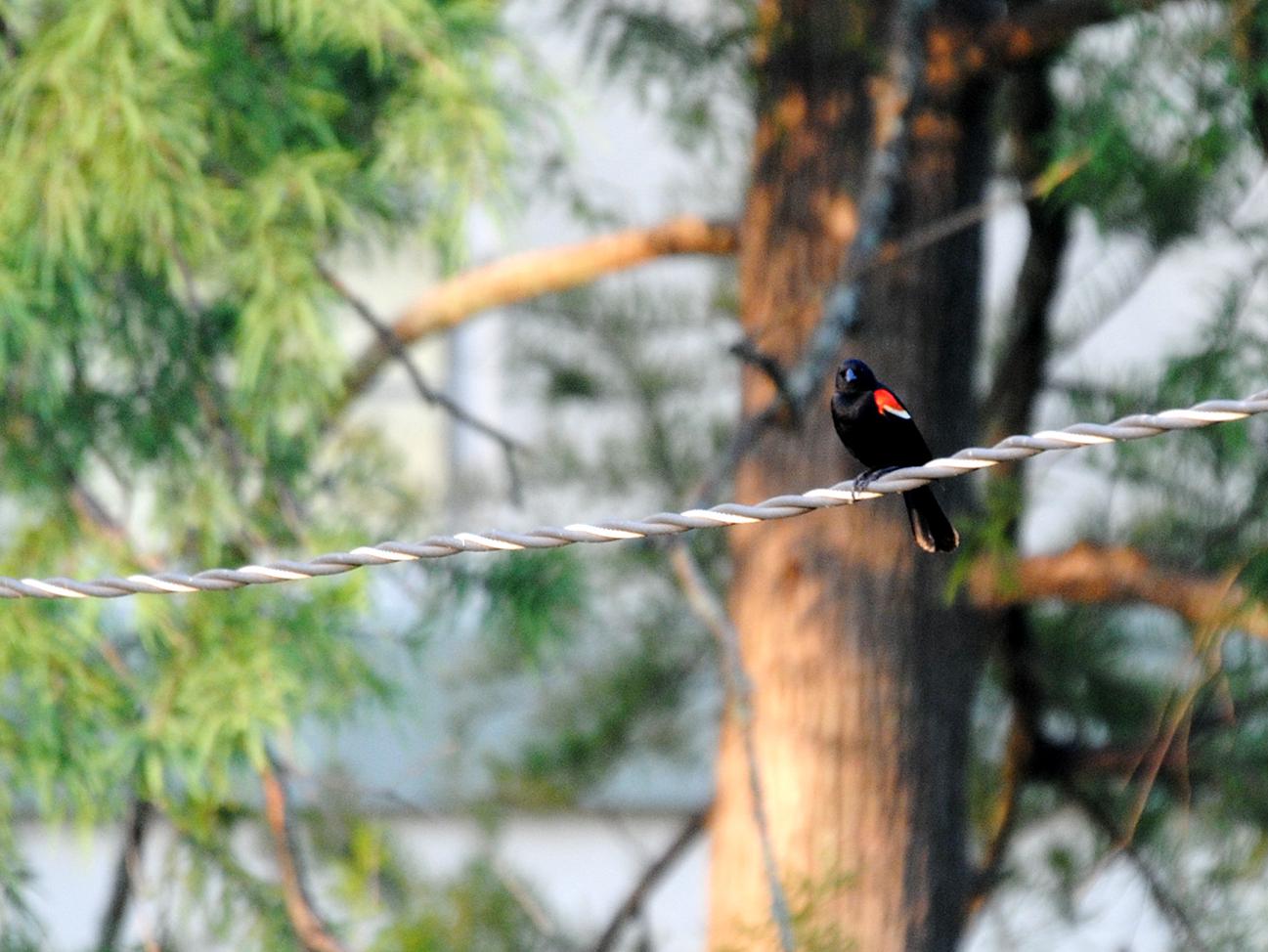 red-winged blackbird on a wire