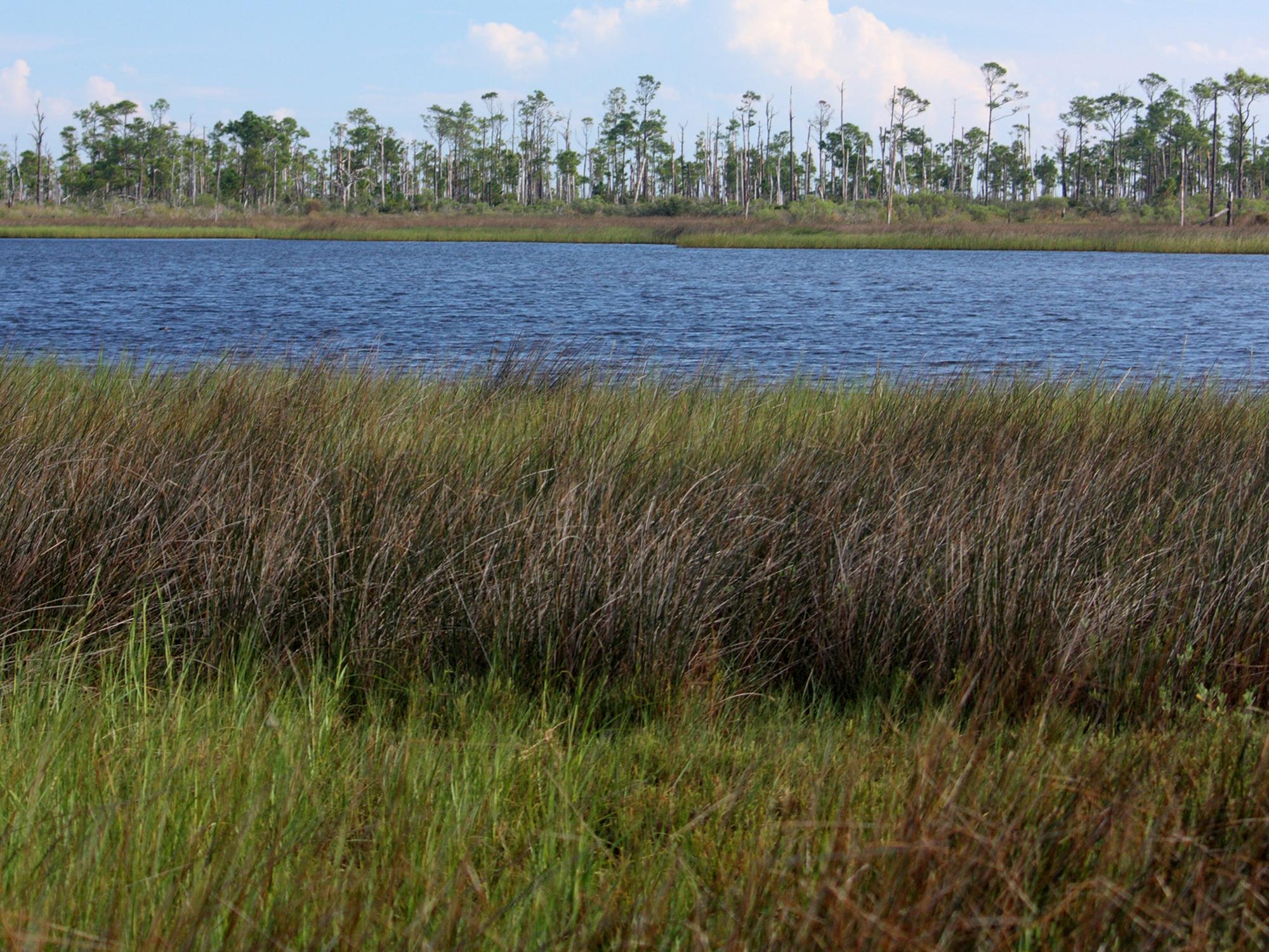 Small body of water with tall grass nearest the camera and mostly bare trees on the other side.