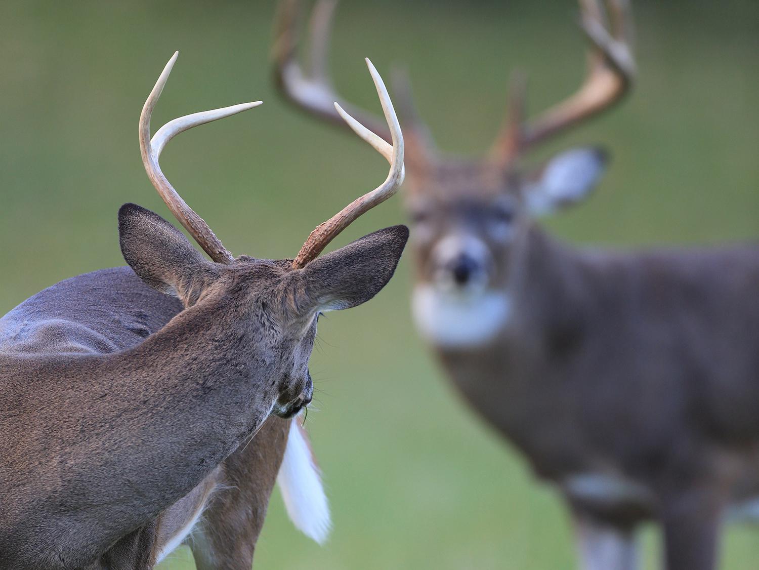 A buck looks back over his shoulder at another buck with larger antlers.