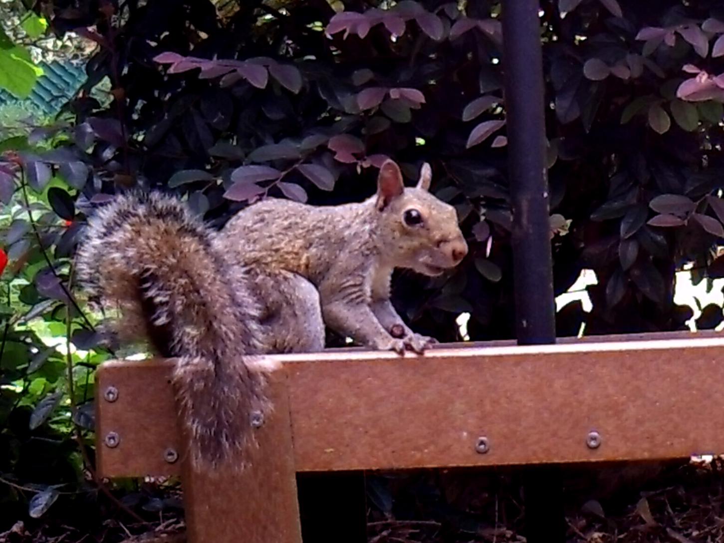 Alert gray squirrel pauses on a platform with shrubbery in the background.