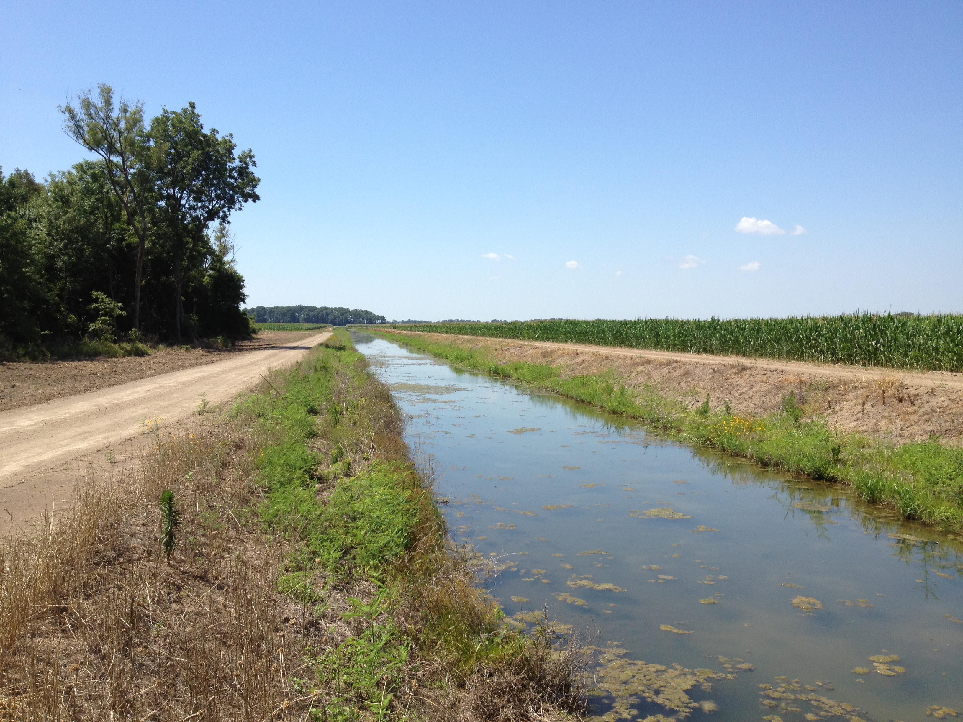 Large water-filled ditch rests between a dirt road and a field of green corn stalks.