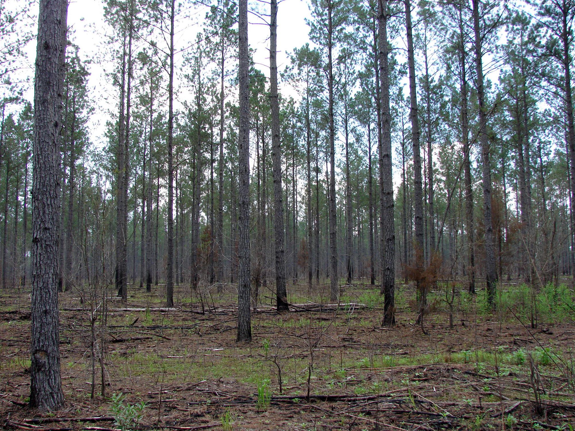 Tall, thinned pines in a wooded area with visible sky overhead. Ground plants are slowly beginning to grow.