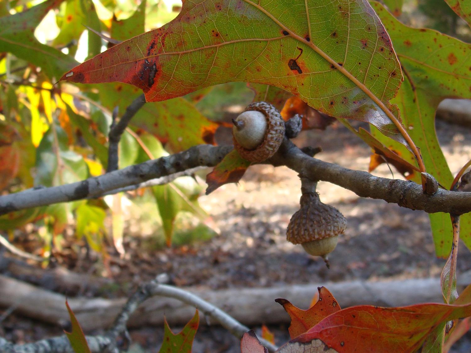 Close up view of a small limb with two acorns and multicolored leaves in a part-sunny, part-shady location.