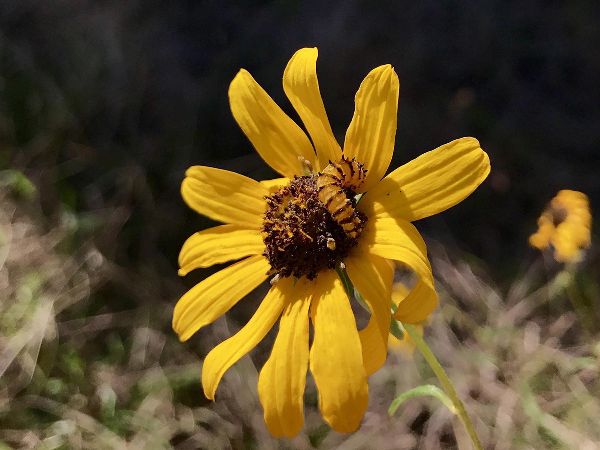 A yellow worm with small brown stripes circling its body crawls over the brown center of a flower surrounded by bright yellow petals.