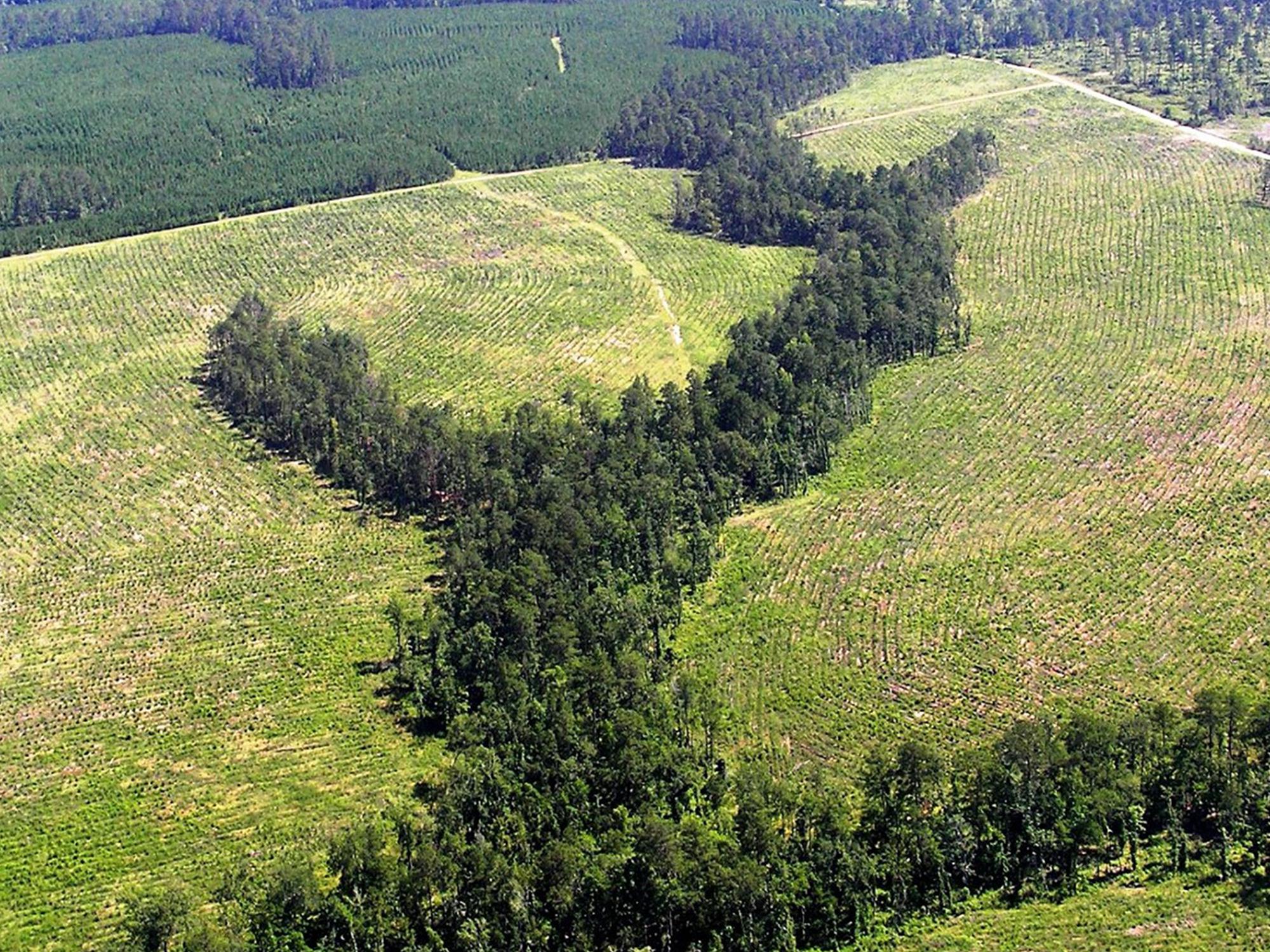 Aerial view of fields with a tree-lined creek running through the middle.