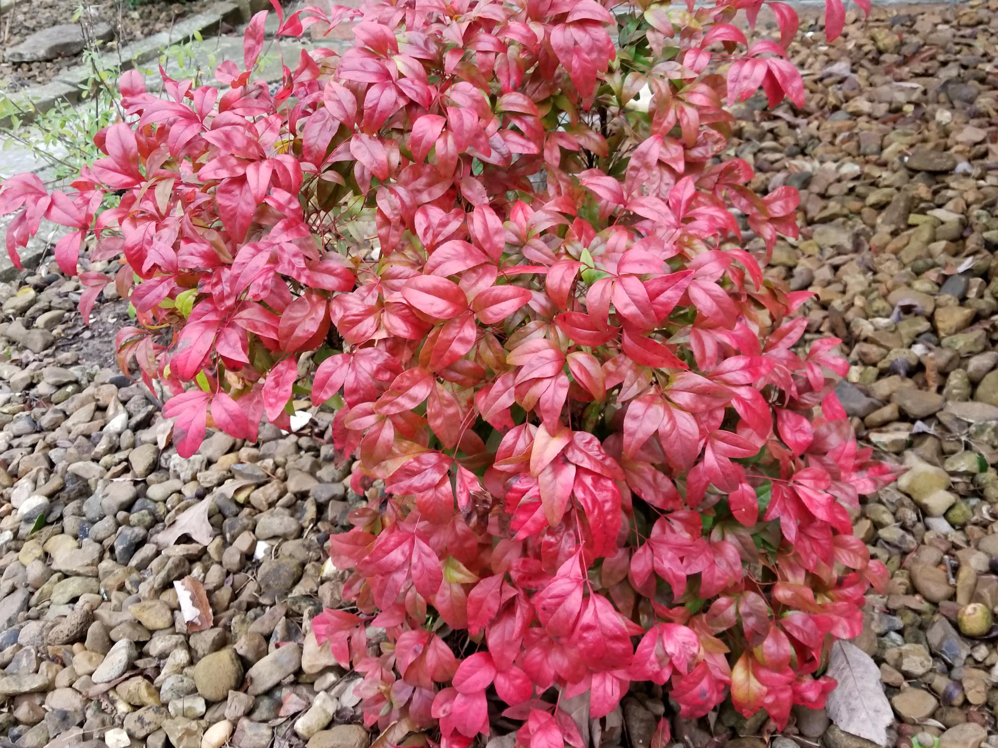 A small bush with bright red leaves contrasts against a rock-filled garden.