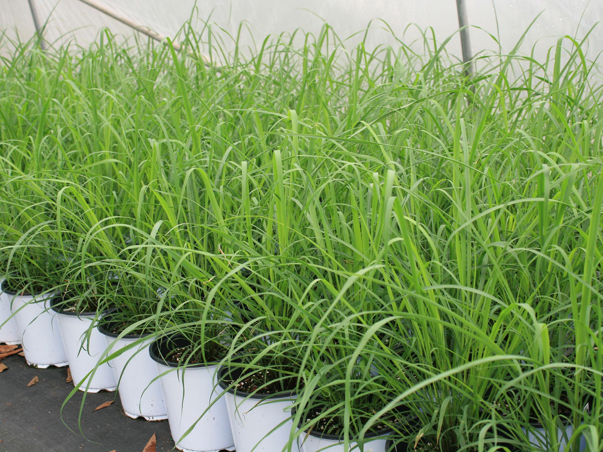 White flower pots containing green lemongrass are lined up on the ground.