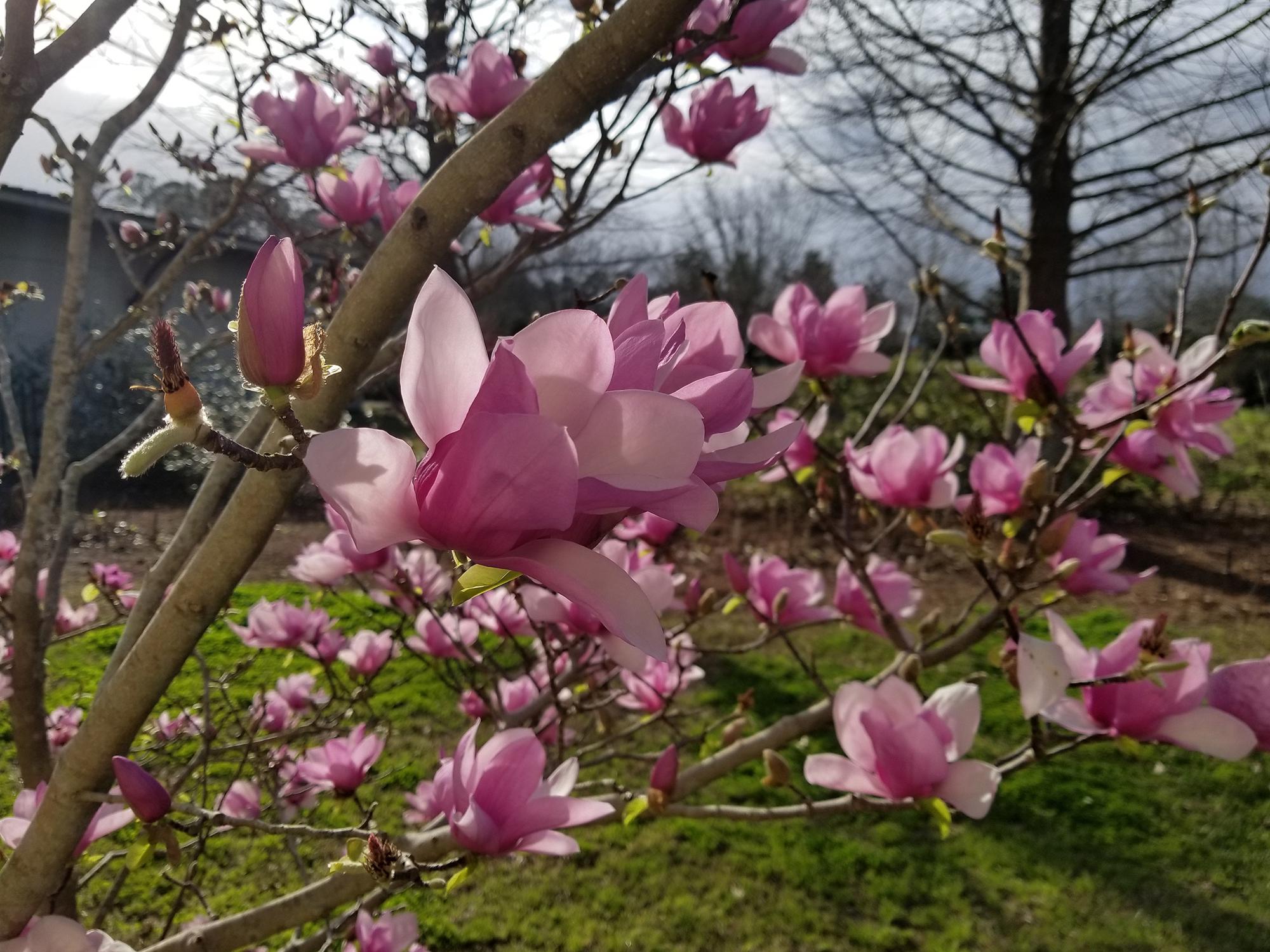 Saucer magnolias bloom before the leaves emerge, making their huge flowers the main attraction. (Photo by MSU Extension/Gary Bachman)