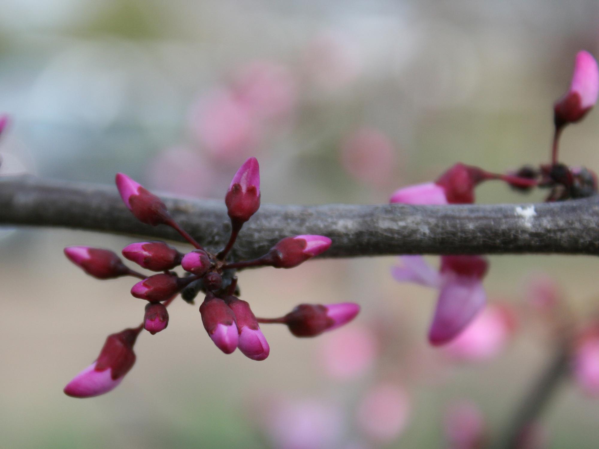 Tiny pink buds cluster in groups on a bare branch.