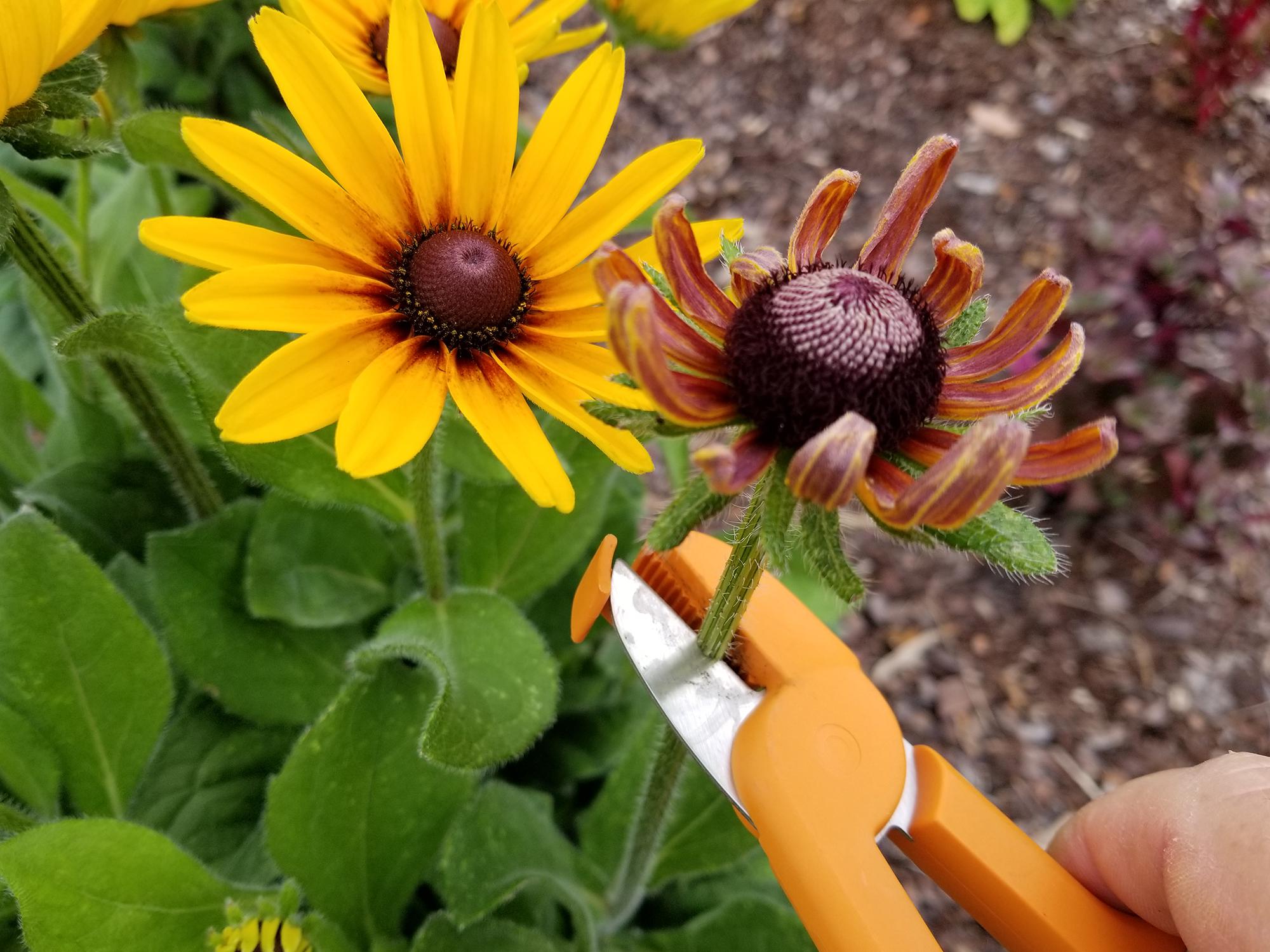 A pair of orange trimmers is about to snip off a spent flower.